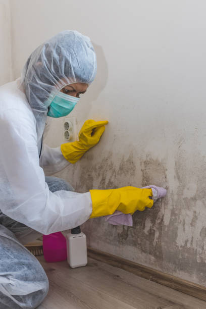 Best Commercial Mold Inspection  in Sterling Ranch, CO