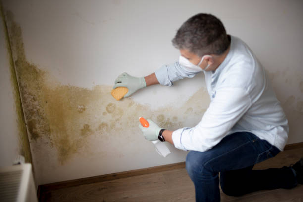 Best Mold-Related Health Consultation  in Sterling Ranch, CO