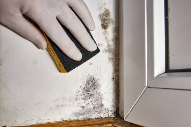 Best Mold Removal for HVAC Installations  in Sterling Ranch, CO